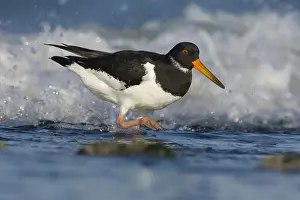 Haematopus: Eurasian Oystercatcher (Haematopus ostralegus)