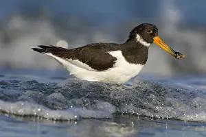 Haematopus: Eurasian Oystercatcher (Haematopus ostralegus)
