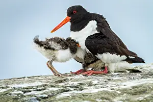 Haematopus: Eurasian Oystercatcher (Haematopus ostralegus) -
