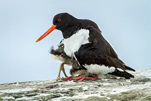 Haematopus: Eurasian Oystercatcher (Haematopus ostralegus) -