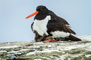 Haematopus: Eurasian Oystercatcher (Haematopus ostralegus) -
