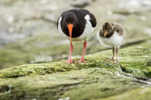 Haematopus: Eurasian Oystercatcher (Haematopus ostralegus) -