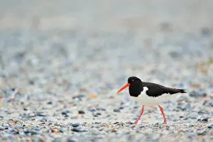 Haematopus: Eurasian Oystercatcher (Haematopus ostralegus)