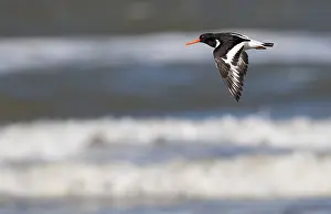 Haematopus: Eurasian Oystercatcher (Haematopus ostralegus)