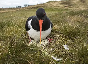Haematopus: Eurasian Oystercatcher (Haematopus ostralegus)