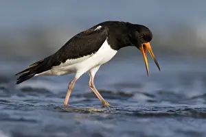 Haematopus: Eurasian Oystercatcher (Haematopus ostralegus)