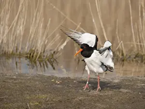 Oystercatcher: Eurasian Oystercatcher (Haematopus ostralegus) flapping wings