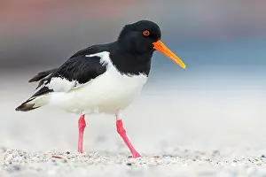 Haematopus: Eurasian oystercatcher (Haematopus ostralegus) Haligs