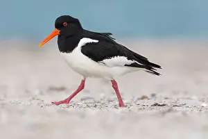 Haematopus: Eurasian oystercatcher (Haematopus ostralegus) Haligs