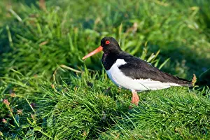 Haematopus: Eurasian Oystercatcher near Snaefellsness