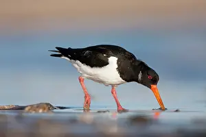 Probing: Eurasian Oystercatcher - Probing the sand for a worm
