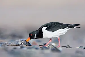 Fleshy: Eurasian Oystercatcher - Scavenging on the fleshy