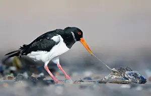 Fleshy: Eurasian Oystercatcher - Scavenging on the fleshy