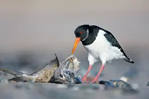Fleshy: Eurasian Oystercatcher - Scavenging on the fleshy