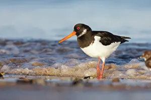 Washes: Eurasian Oystercatcher - Standing in the surf as