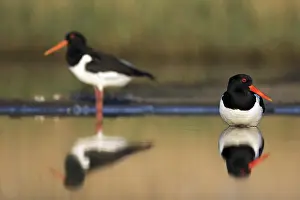 Oystercatcher: Two Eurasian oystercatchers, common pied oystercatcher