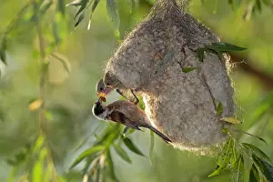 Penduline: Eurasian penduline tit (Remiz pendulinus), female