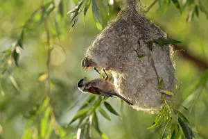 Penduline: Eurasian penduline tit (Remiz pendulinus), female