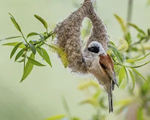 Breeding Area: Eurasian Penduline Tit (Remiz pendulinus) male building nest