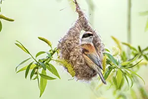 Breeding Area: Eurasian Penduline Tit (Remiz pendulinus) at nest