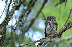 Passerinum: Eurasian Pygmy Owl