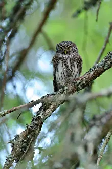 Passerinum: Eurasian Pygmy Owl