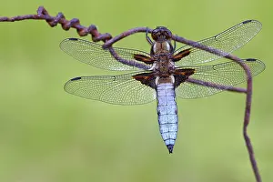Odonate: Eurasian red dragonfly (Libellula depressa) on barbed