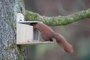 050221: Eurasian Red Squirrel - adult squirrel at a feeder