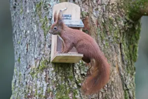 050221: Eurasian Red Squirrel - adult squirrel at a feeder