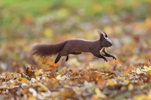 050221: Eurasian Red Squirrel - adult squirrel leaping -