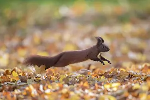 050221: Eurasian Red Squirrel - adult squirrel leaping -