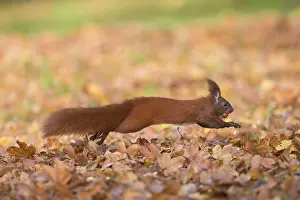 050221: Eurasian Red Squirrel - adult squirrel leaping -
