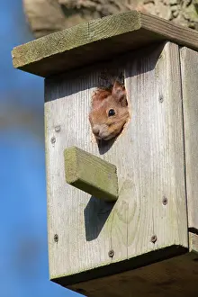 Humour: Eurasian Red Squirrel - female looking out from