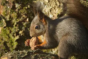 Walnut: Eurasian Red Squirrel - holding a walnut in its