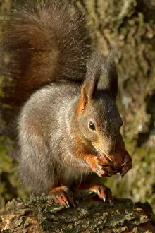 Walnut: Eurasian Red Squirrel - holding a walnut in its