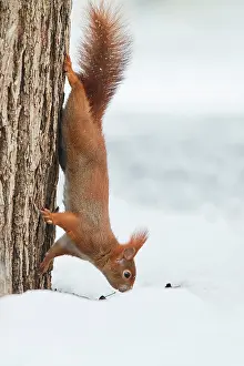 Headfirst: Eurasian red squirrel (Sciurus vulgaris) in the