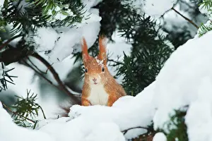 Walnut: Eurasian red squirrel (Sciurus vulgaris) in the