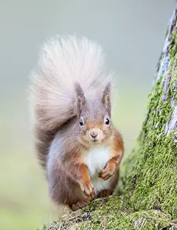 Inverness: Eurasian Red Squirrel (Sciurus vulgaris) at the