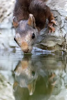 Crdoba: Eurasian red Squirrel (Sciurus vulgaris) drinking