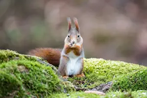 Viennese: Eurasian Red Squirrel (Sciurus vulgaris) feeding