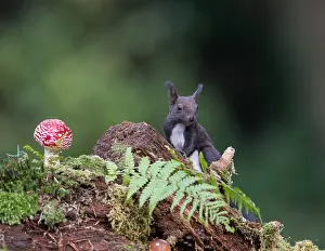 Agaric: Eurasian Red Squirrel (Sciurus vulgaris) and Fly