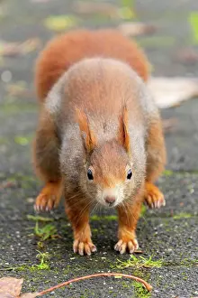 Jump: Eurasian red squirrel (Sciurus vulgaris) jumping