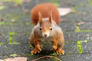 Jump: Eurasian red squirrel (Sciurus vulgaris) jumping