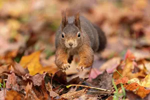 Jump: Eurasian red squirrel (Sciurus vulgaris) jumping