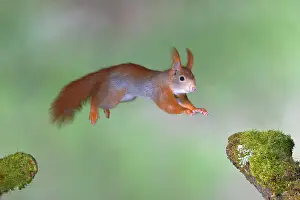 Cover: Eurasian red squirrel (Sciurus vulgaris) jumps from