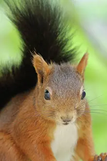 Rhine: Eurasian red squirrel (Sciurus vulgaris), looking
