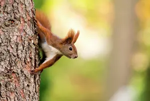 Climb: Eurasian red squirrel (Sciurus vulgaris) looks out