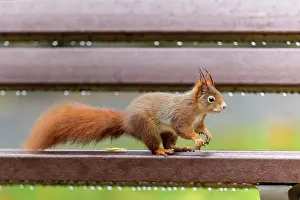 Bench: Eurasian red squirrel (Sciurus vulgaris) on a park