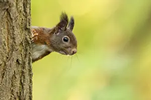 Peeking: Eurasian Red Squirrel (Sciurus vulgaris) peekin