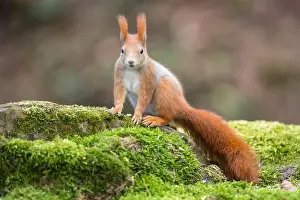Viennese: Eurasian Red Squirrel (Sciurus vulgaris) resting